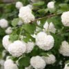 putinas paprastasis viburnum opulus roseum
