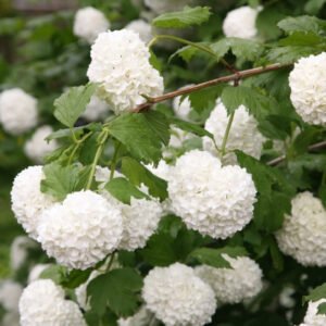 putinas paprastasis viburnum opulus roseum