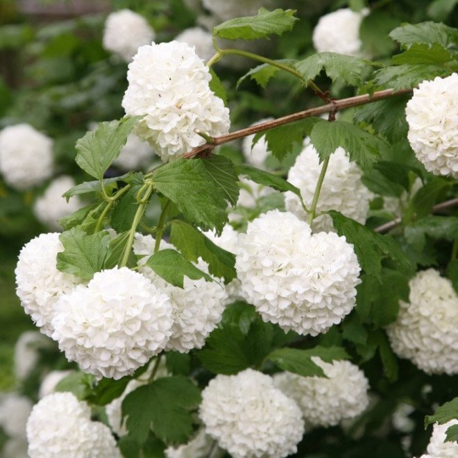 putinas paprastasis viburnum opulus roseum putinas paprastasis viburnum opulus roseum