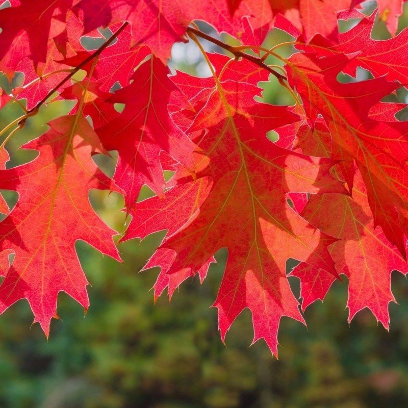 quercus rubra quercus rubra