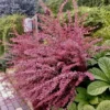 raugerskis tunbergo flamingo pbr