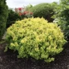 raugerskis tunbergo tiny gold
