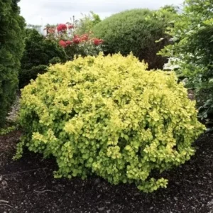 raugerskis tunbergo tiny gold