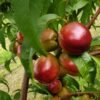 redgold 310bc017bf86547020c37a66b7f3b775