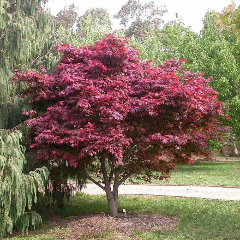 redleaved japanese maple acer palmatum atropurpureum 3 800x800 1 redleaved japanese maple acer palmatum atropurpureum 3 800x800 1