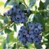 reka
