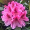 rhododendron cosmopolitan