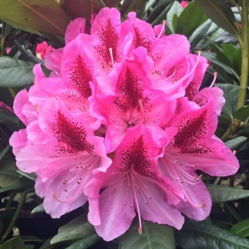 rhododendron cosmopolitan rhododendron cosmopolitan