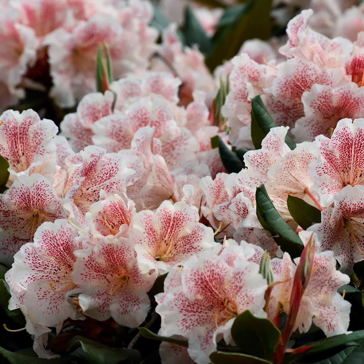 rhododendron double dots bloem rhododendron double dots bloem