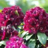 rhododendron dramatic dark rhododendron hybride grossblumiger rhododendron 2