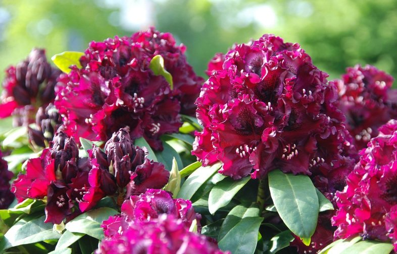 rhododendron dramatic dark rhododendron hybride grossblumiger rhododendron 2 rhododendron dramatic dark rhododendron hybride grossblumiger rhododendron 2