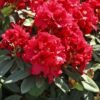 rhododendron rabatz m003822 w 2