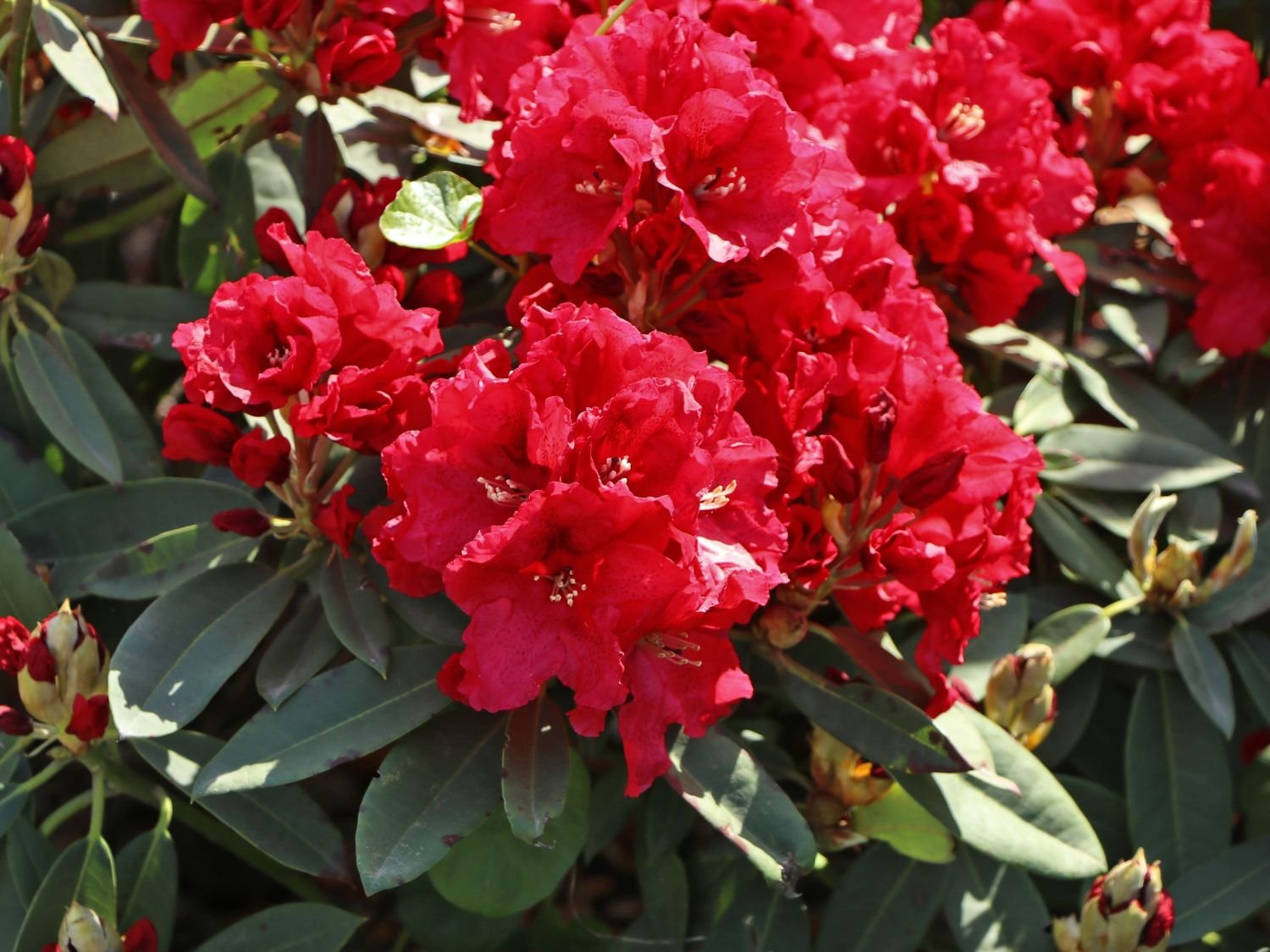 rhododendron rabatz m003822 w 2 rhododendron rabatz m003822 w 2
