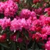 rhododendron rosa perle m004336 h 0
