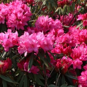 rhododendron rosa perle m004336 h 0
