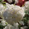 rhododendron schneekoepfchen m096854 h 0
