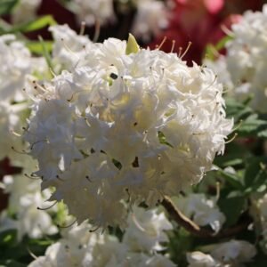 rhododendron schneekoepfchen m096854 h 0