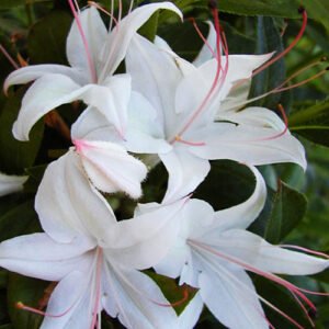 rhododendron viscosum westons innocence native azalea 1