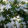 rhododendron viscosum westons innocence swamp azalea 3