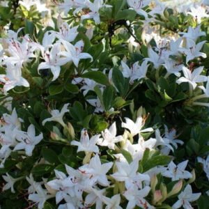 rhododendron viscosum westons innocence swamp azalea 3