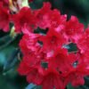 rhododendron vulcan ras 01 gpp