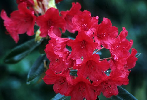 rhododendron vulcan ras 01 gpp rhododendron vulcan ras 01 gpp