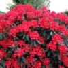 rhododendron vulcans flame shrub red flowers buy rhododendron purchase2