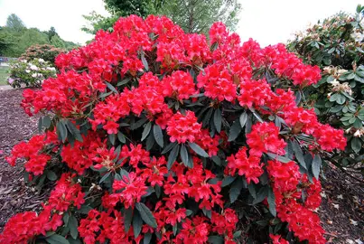 rhododendron vulcans flame shrub red flowers buy rhododendron purchase2 rhododendron vulcans flame shrub red flowers buy rhododendron purchase2
