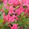 rhododendron jolie madame
