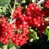 ribes rubrum rolan