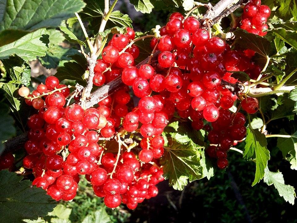 ribes rubrum rolan ribes rubrum rolan