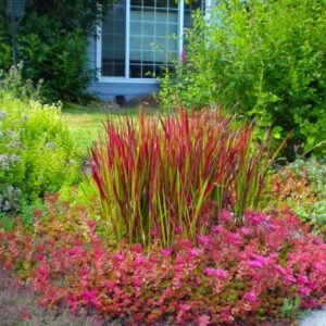 ritinine imperata red baron