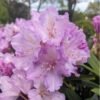 rododendras caroline allbrook