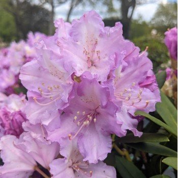 rododendras caroline allbrook rododendras caroline allbrook