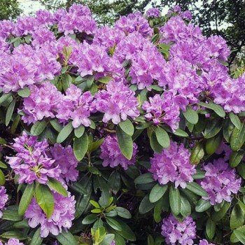 rododendras catawbiense grandiflorum rododendras catawbiense grandiflorum