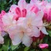rododendras jakusimaninis percy wiseman