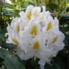 rododendras madame masson