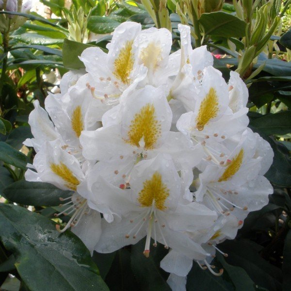 rododendras madame masson rododendras madame masson