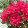 rododendras nova zembla