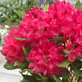 rododendras nova zembla rododendras nova zembla