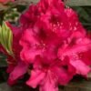 rododendras nova zembla 1