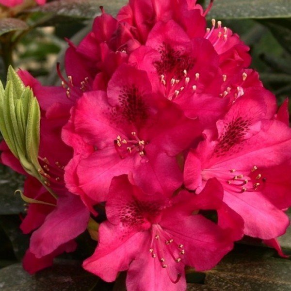 rododendras nova zembla 1 rododendras nova zembla 1