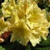 rododendras professor scholz 2