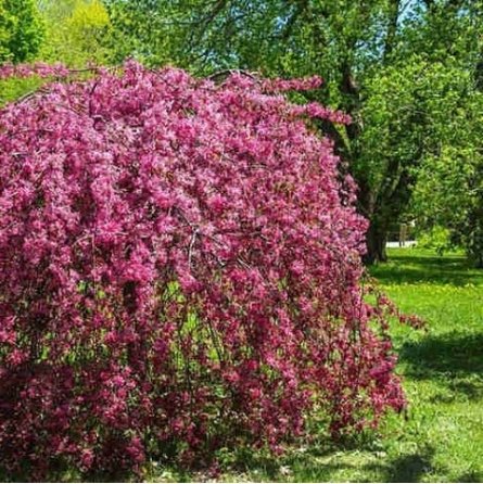 rojaus obelis royal beauty pa rojaus obelis royal beauty pa
