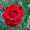 rosa don juan9 650x650 1