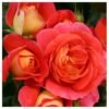 rosa gebruder grimm