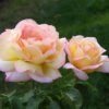rosa peace