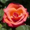 rose christophe colomb UK 500 0007540