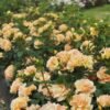rose hansestadt rostock 003
