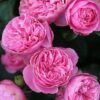 rose leonardo da vinci 700x700 1